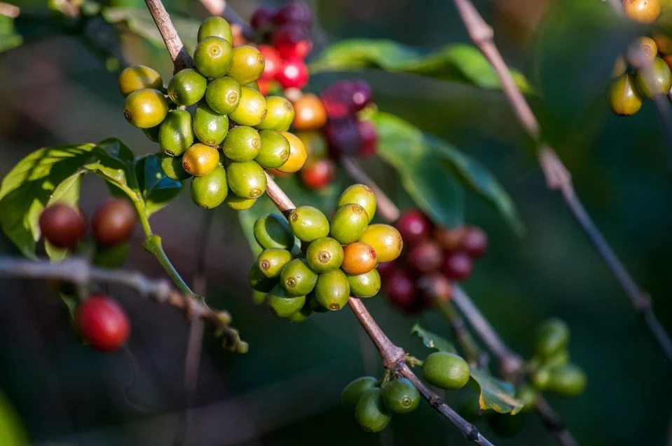 Caturra coffee variety